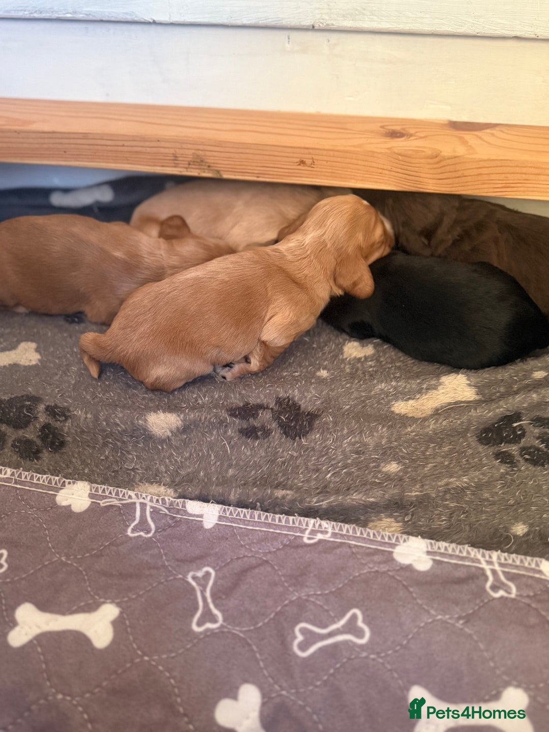 Cocker Spaniel dogs for sale: Cocker spaniel puppies for sale  - Image 24