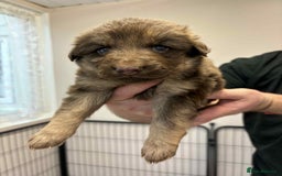German Shepherd dogs for sale: 8 Beautiful German Shepherd kc reg pups - Image 12