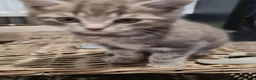 Mixed Breed cats for sale: Kittens  - Advert 11