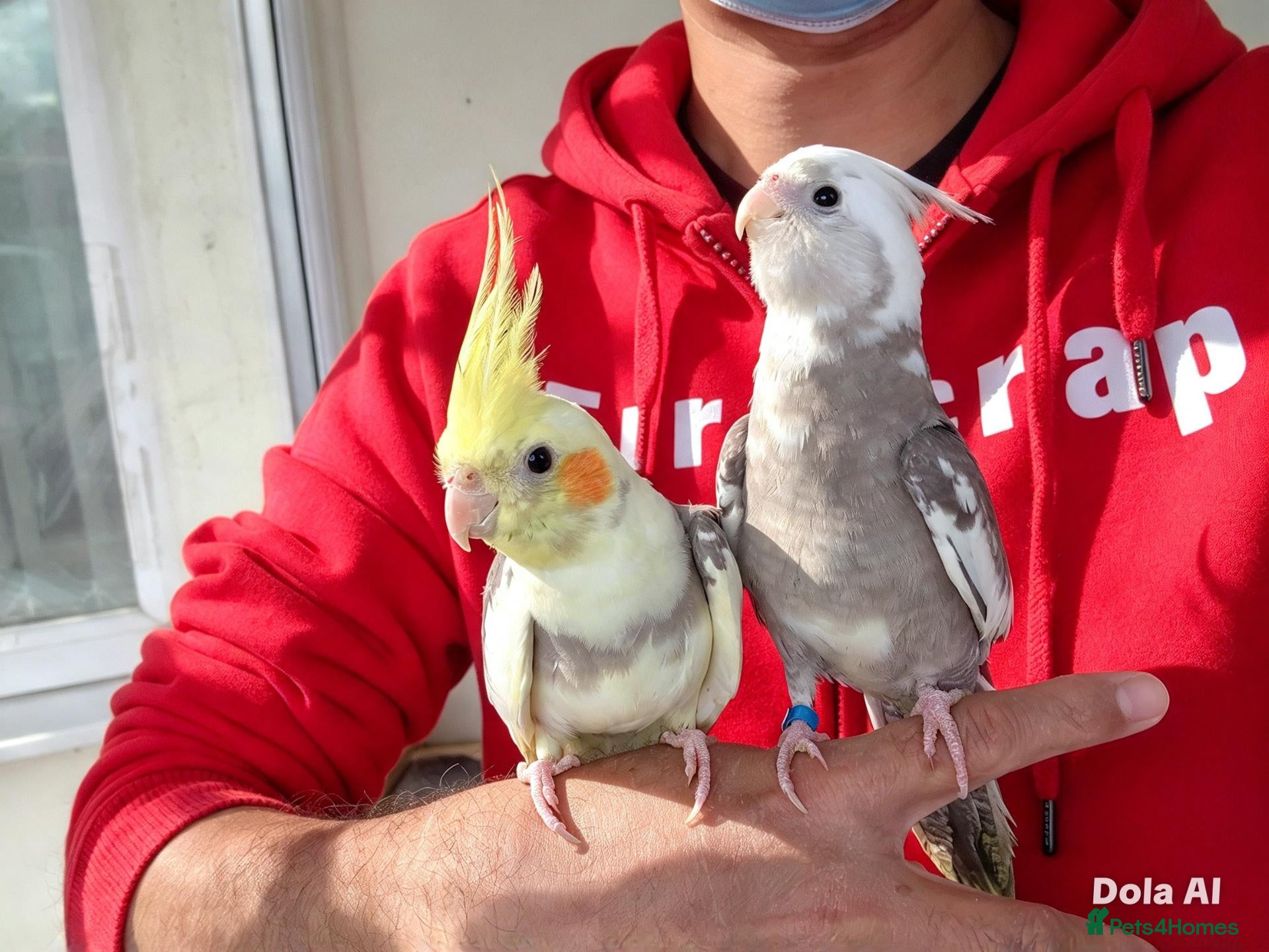 Cockatiels birds Super silly hand tamed baby cockatiel - Advert 5