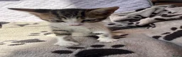 Mixed Breed cats for sale: 🐾 For Sale: 3 Unique Kittens (2 Boys & 1 Girl)  in Wokingham - Advert 8