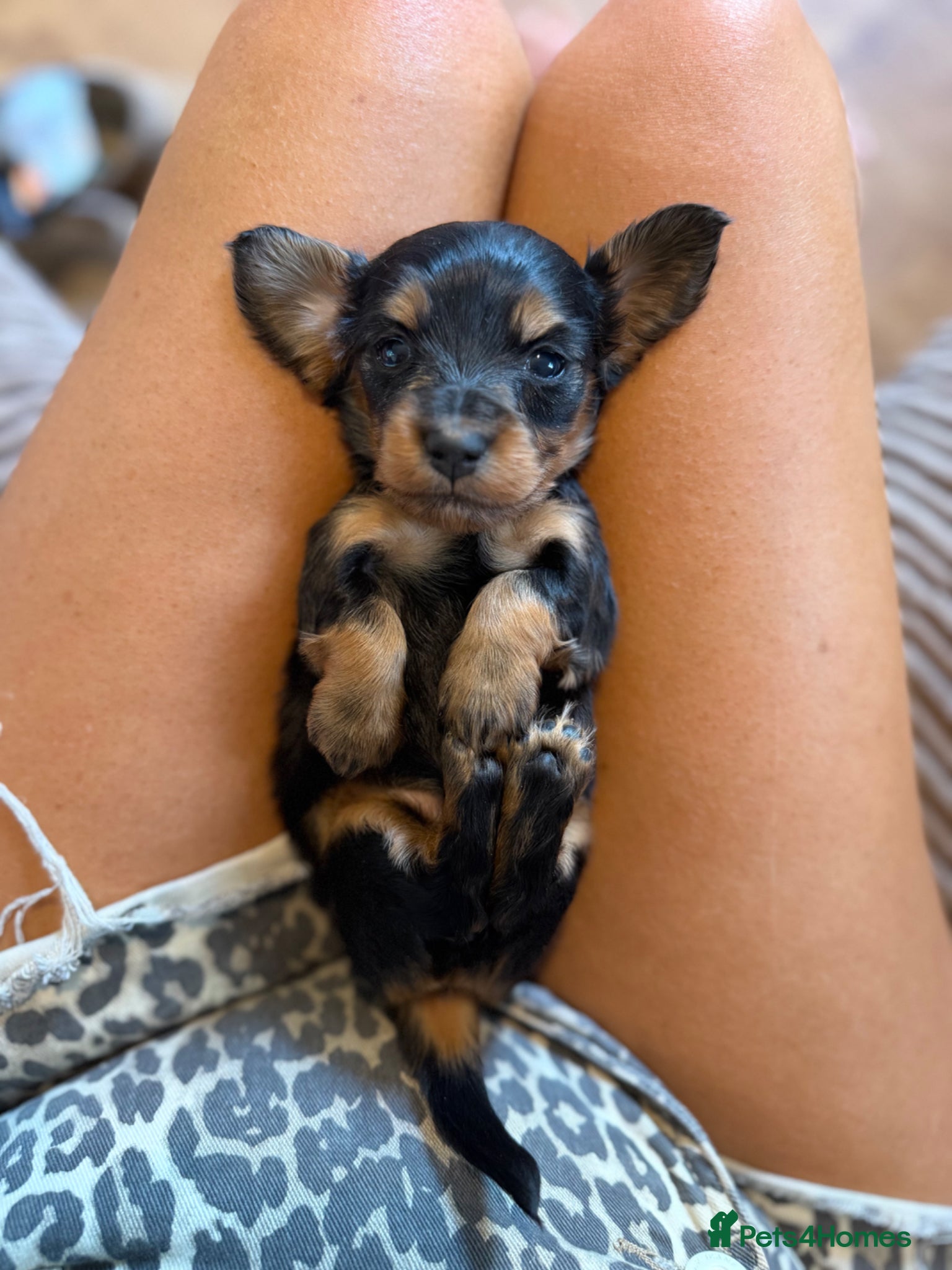 Miniature Dachshund dogs for sale: Miniature longhaired dachshunds  - Advert 14