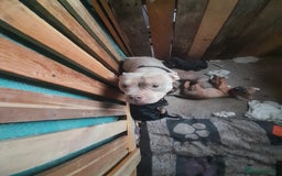 Mixed Breed dogs for sale: Lovely little pups looking for their forever homes - Image 7