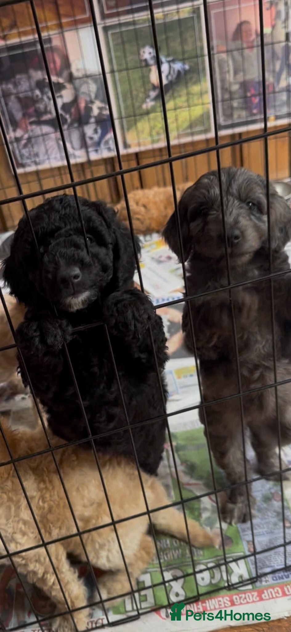 Labradoodle dogs Mini Labradoodle puppy’s  - Advert 1