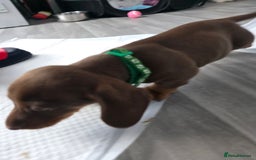 Miniature Dachshund dogs for sale: Miniature dachshund boy available  - Image 9