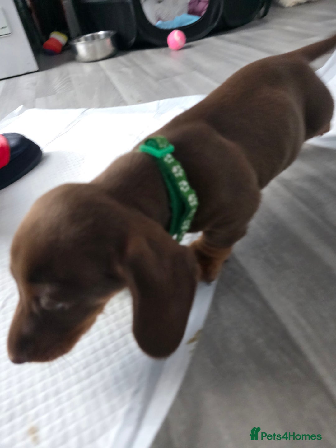Miniature Dachshund dogs for sale: Miniature dachshund boy available  - Image 9
