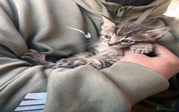 Mixed Breed cats for sale: Stunning litter of Bengal x Ragdoll kittens ready - Advert 6