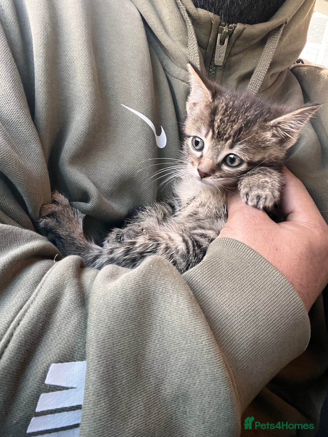 Mixed Breed cats for sale: Stunning litter of Bengal x Ragdoll kittens ready - Advert 6