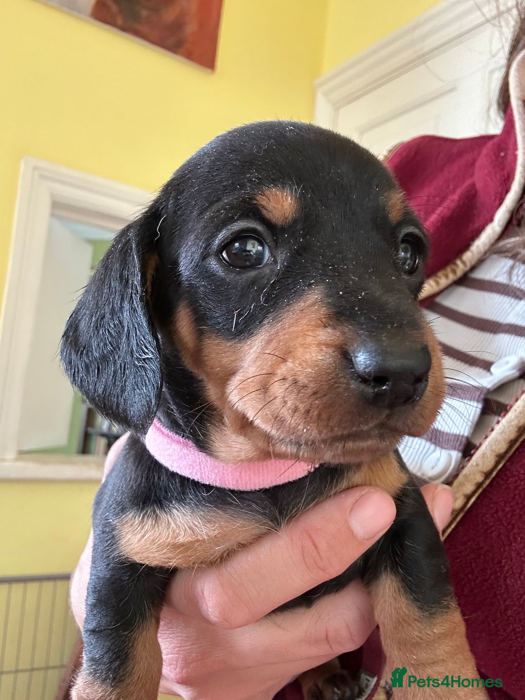 Dachshund dogs for sale: Miniature dachshund puppies - Image 2
