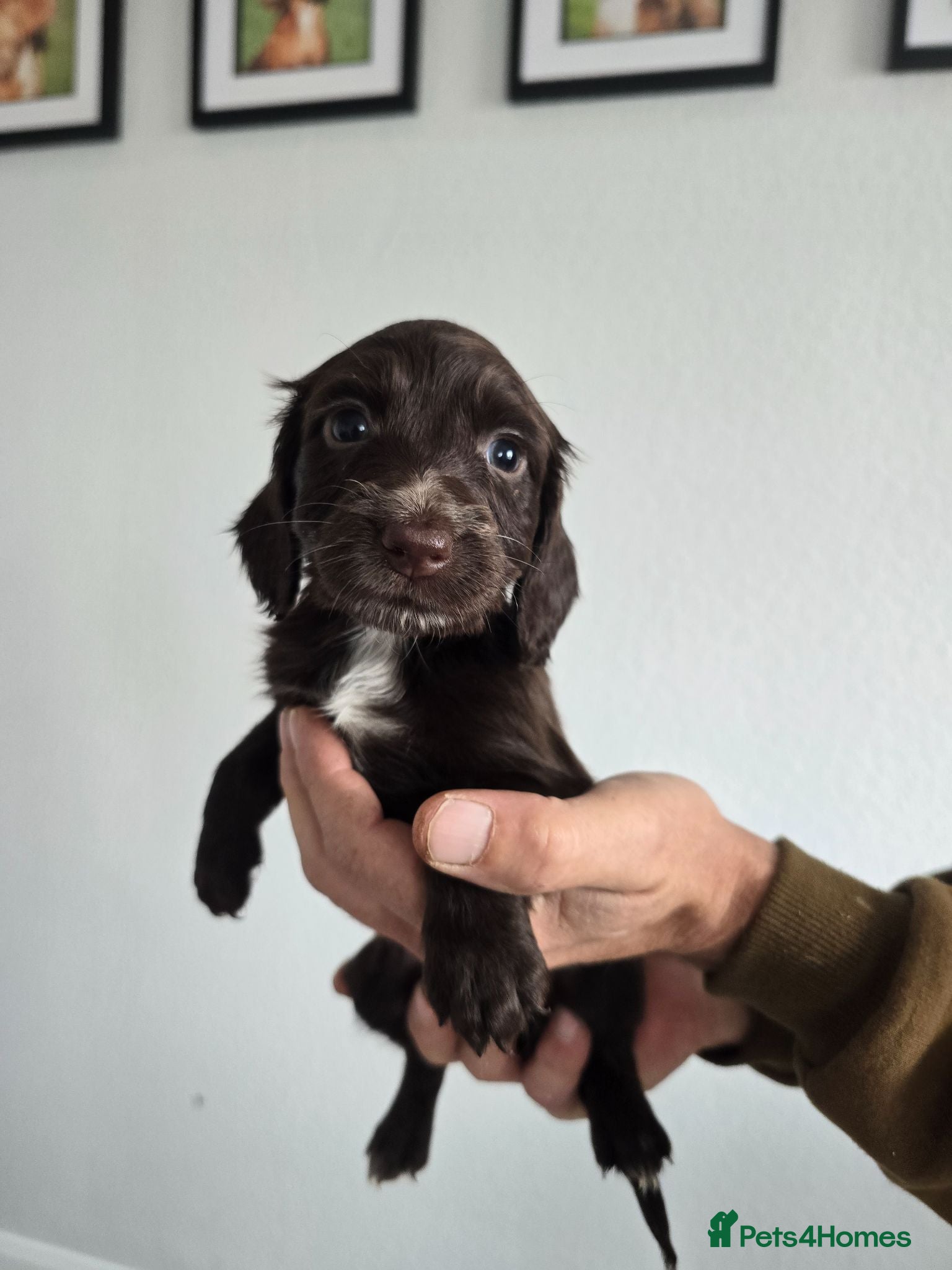 Cocker Spaniel dogs Stunning cocker spaniel puppies  - Advert 1
