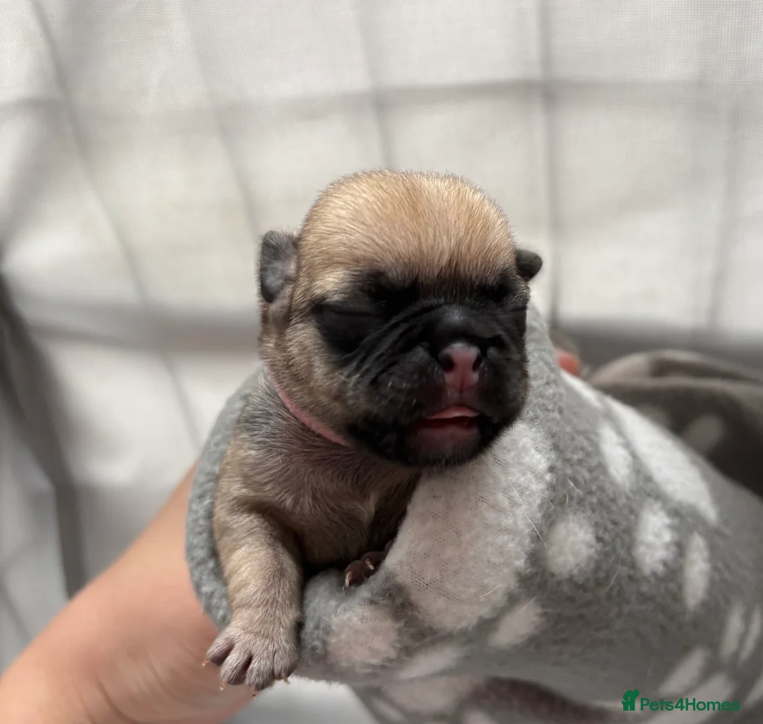 Pug dogs for sale: Beautiful Purebred Pug Pups (Parents can be seen) - Advert 2