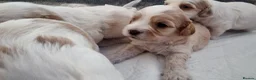 Mixed Breed dogs for sale: Hybrid dogs - Advert 19