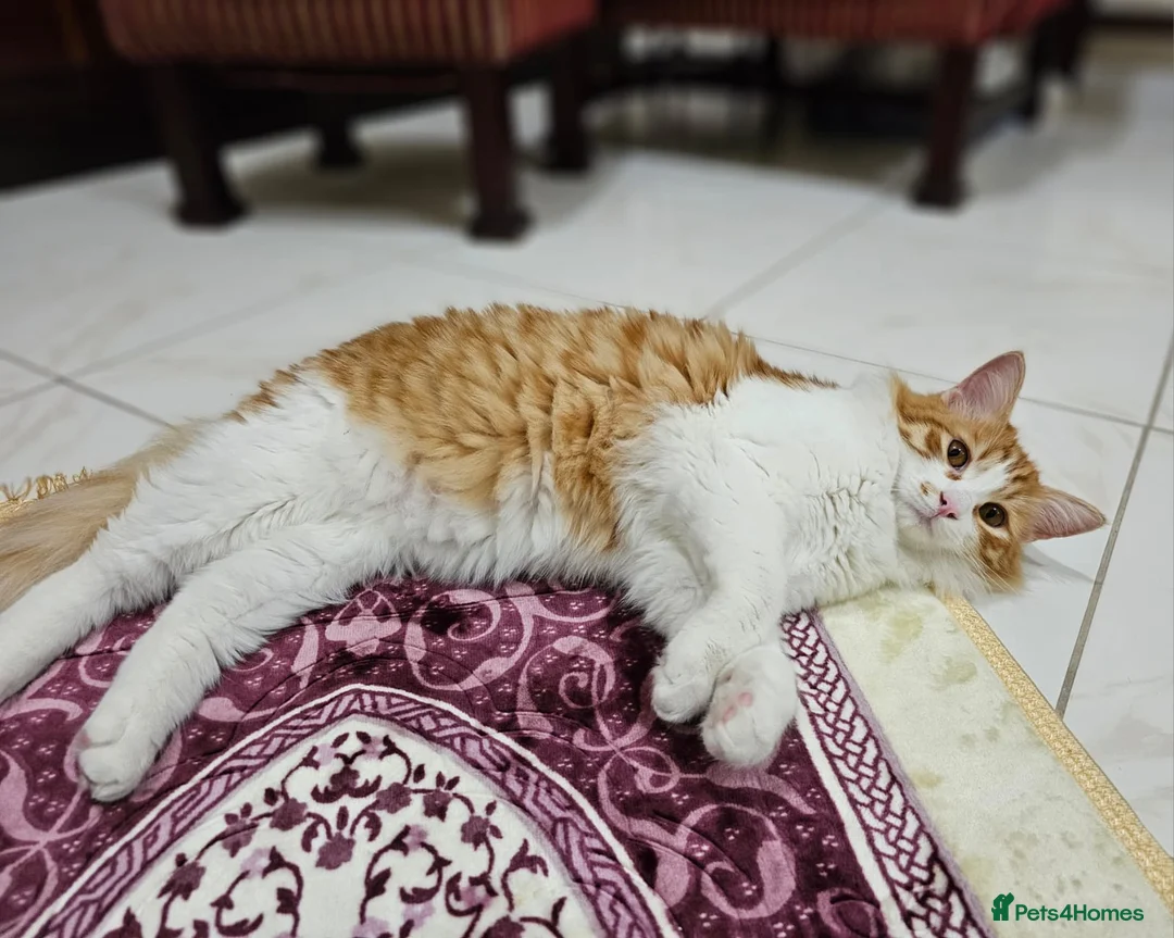 Mixed Breed cats for adoption: MIX TURKISH ANGIRA BONDED PAIR CALM AFFECTIONATE  - Advert 12