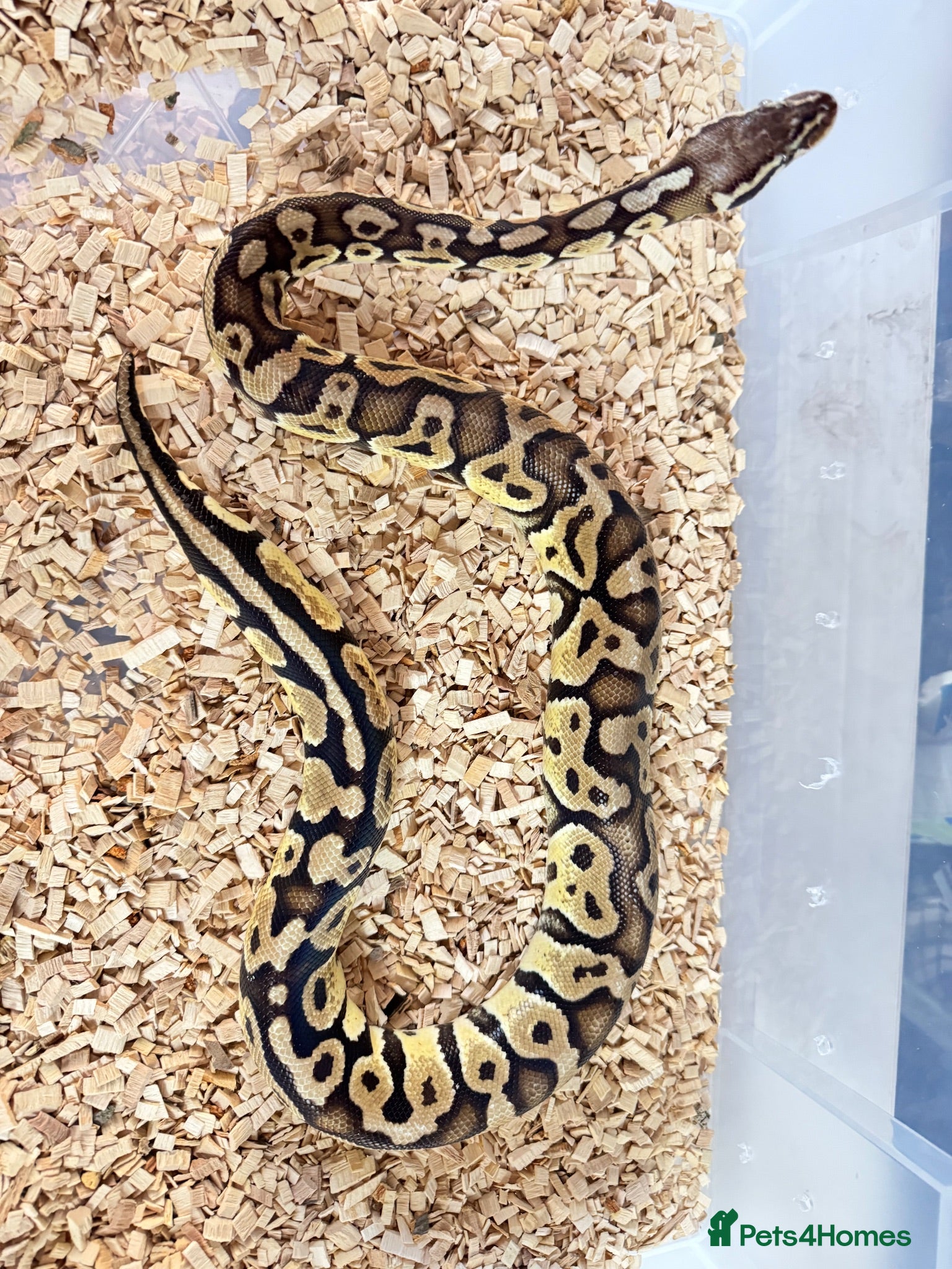Python Snake reptiles Royal ball python  - Advert 1