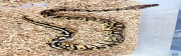 Python Snake reptiles for sale: Royal ball python  - Advert 1