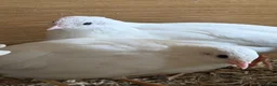 Quail poultry for sale: Chinese painted grey button quails (male)  - Advert 8