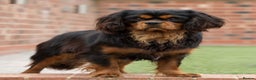 Cavalier King Charles Spaniel dogs for stud: Donnajays 5⭐️health tested proven  in Stafford - Advert 4