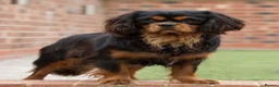 Cavalier King Charles Spaniel dogs for stud: Donnajays 5⭐️health tested proven  in Stafford - Advert 4