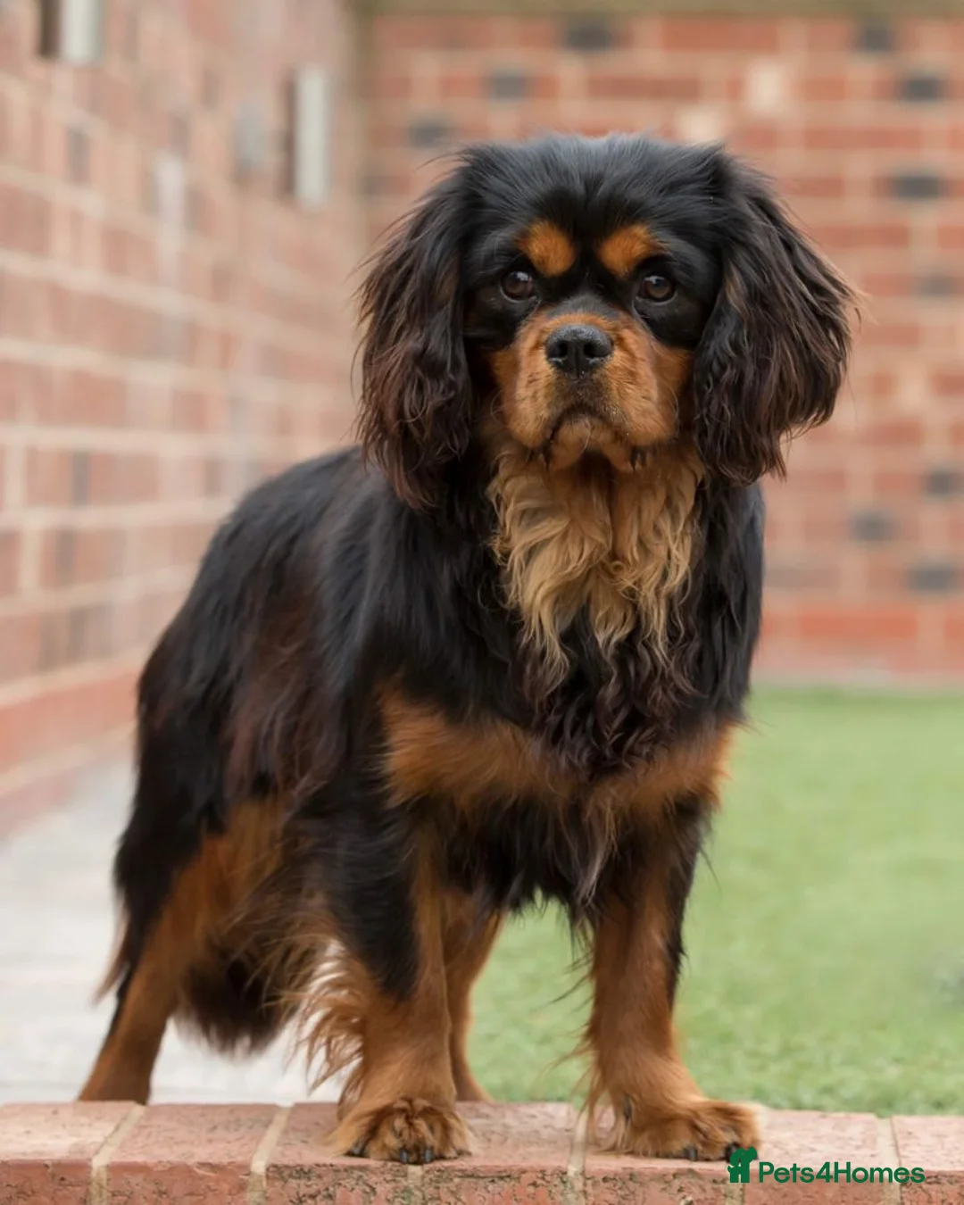 Cavalier King Charles Spaniel dogs for stud: Donnajays 5⭐️health tested proven  in Stafford - Advert 4