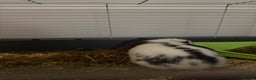 Mini Lop rabbits for sale: Mini Lop for Sale - Advert 2