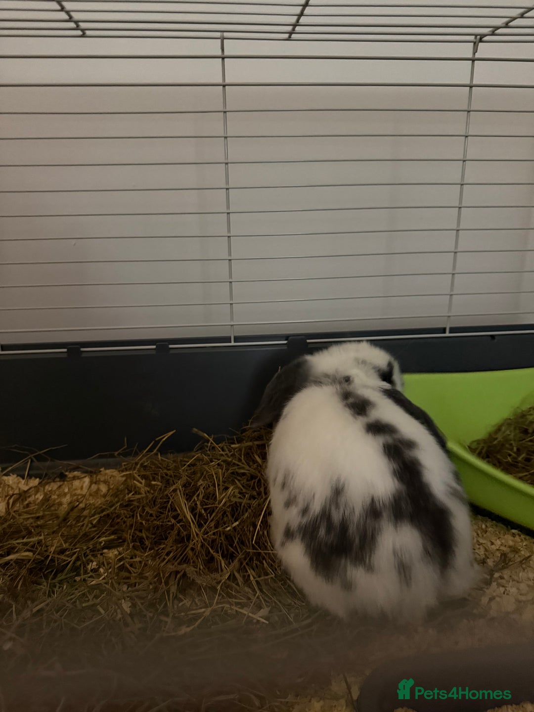 Mini Lop rabbits for sale: Mini Lop for Sale - Advert 2