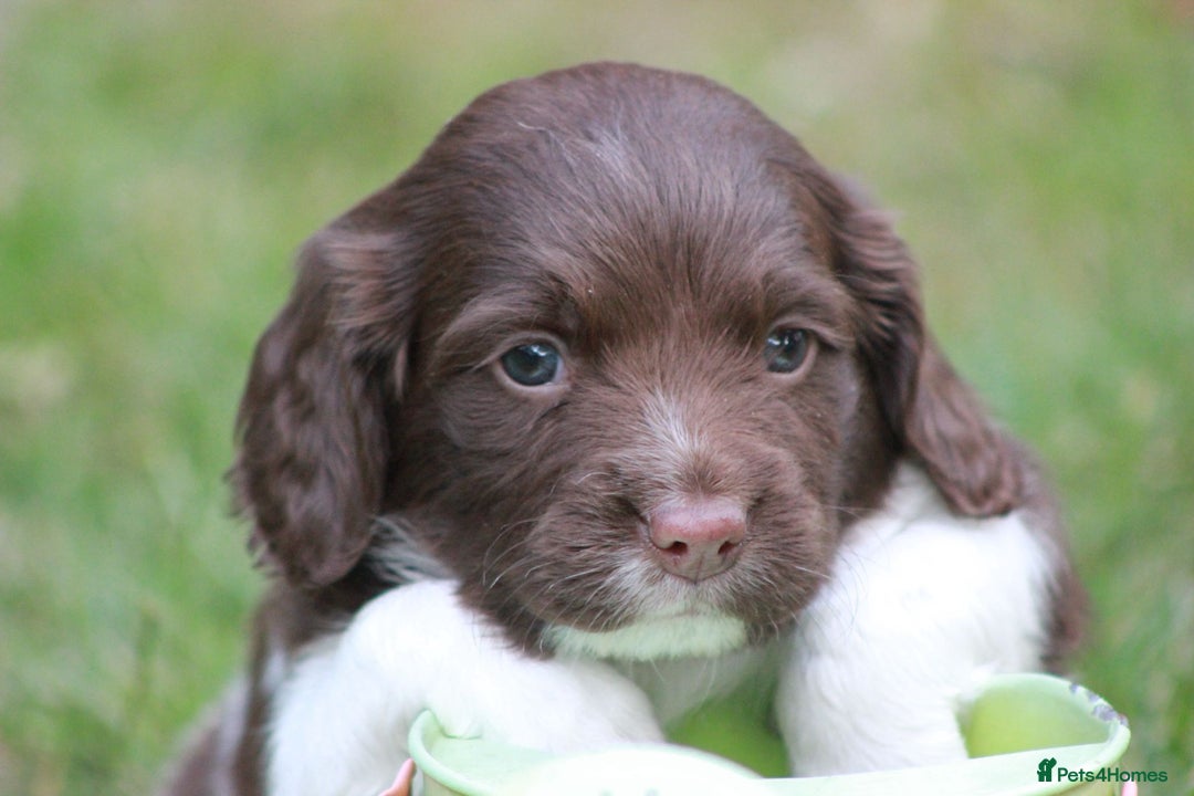 English Springer Spaniel dogs for sale: Springer Spaniel puppies - 2 boys left - Image 10
