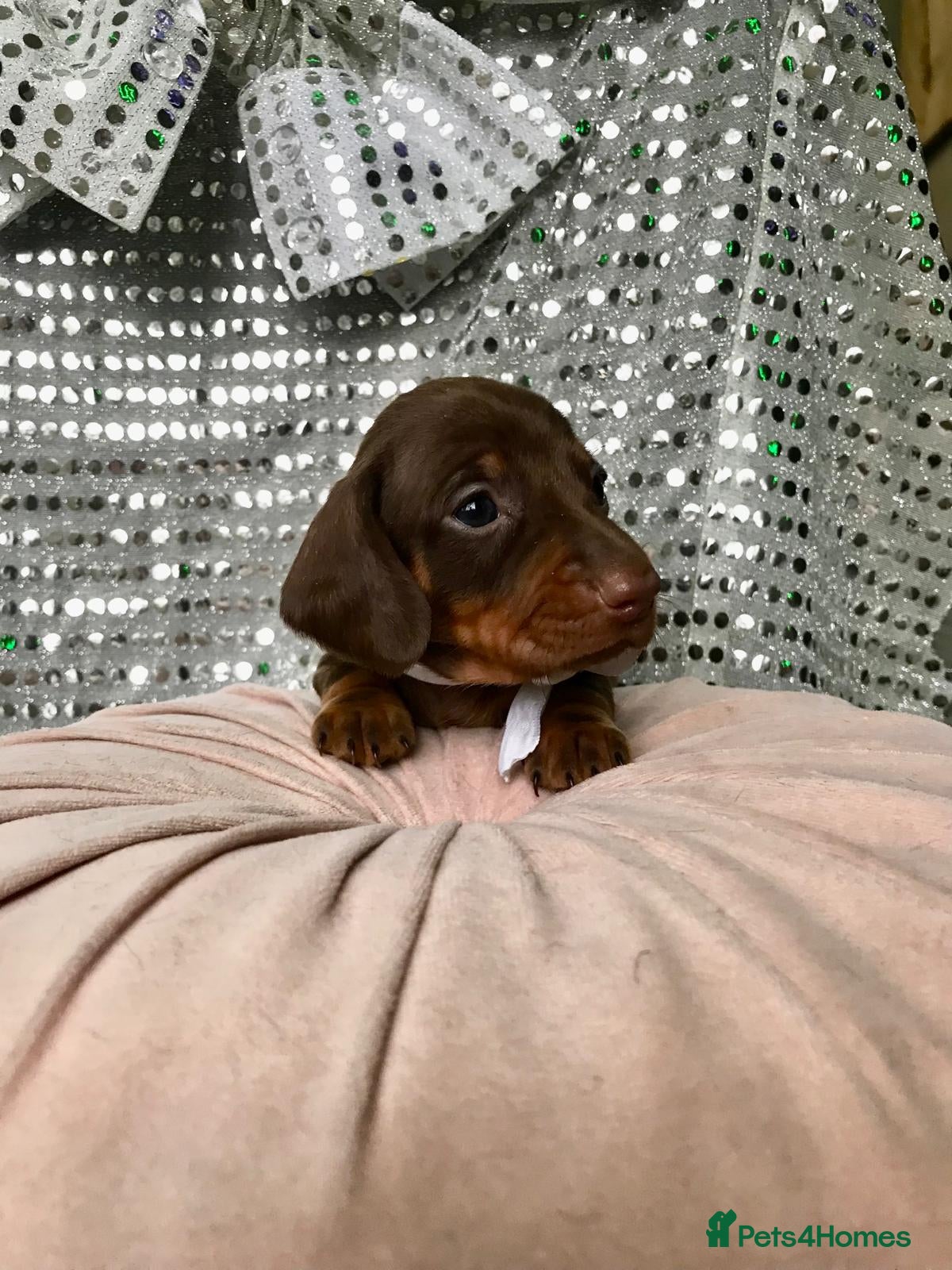 Miniature Dachshund dogs 🐕1 last girl  - Advert 5