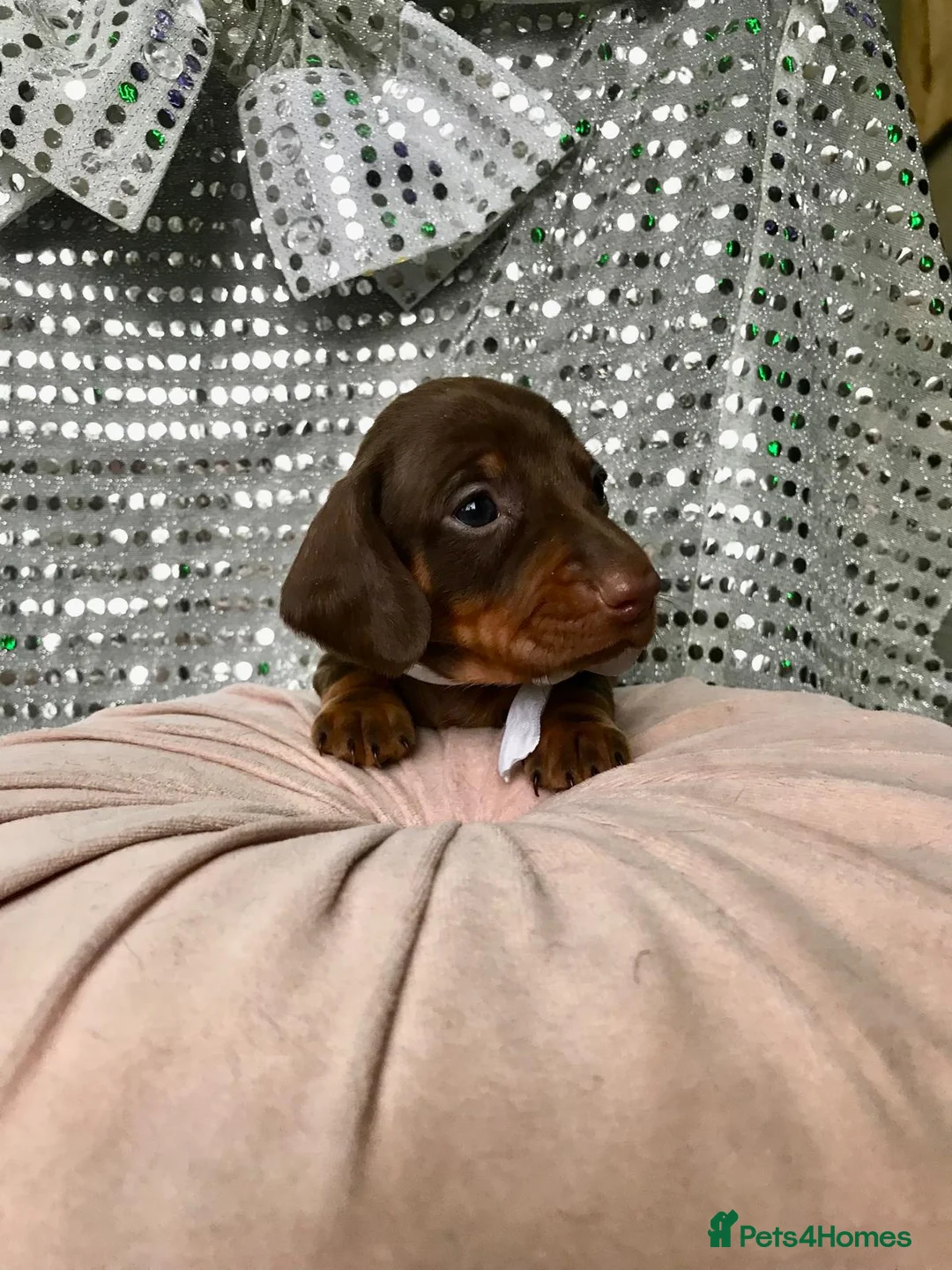 Miniature Dachshund dogs for sale: 🐶 4 miniature duschund puppies🐕 - Advert 17