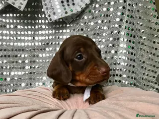 Miniature Dachshund dogs 🐕1 last girl - Advert 5