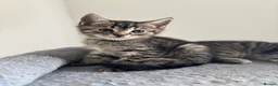 Maine Coon cats for sale: Adorable Mix Maine coon & American shorthair  - Advert 6