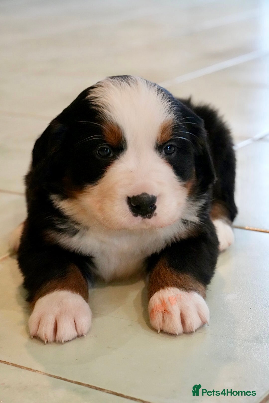Bernese Mountain Dog dogs for sale: Quality Bernese Mountain Dog Puppies  - Advert 6