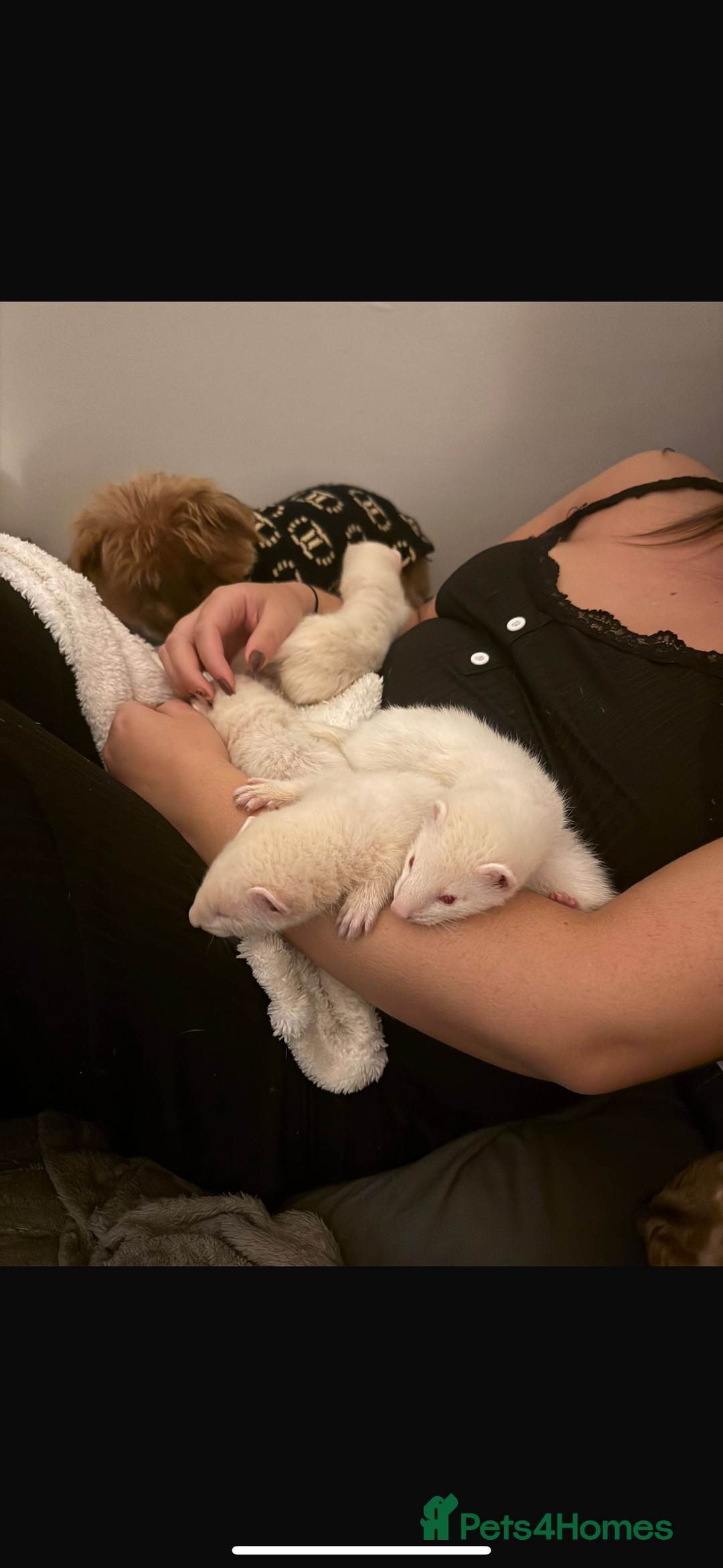 Ferret rodents for sale: Albino ferrets  - Image 1
