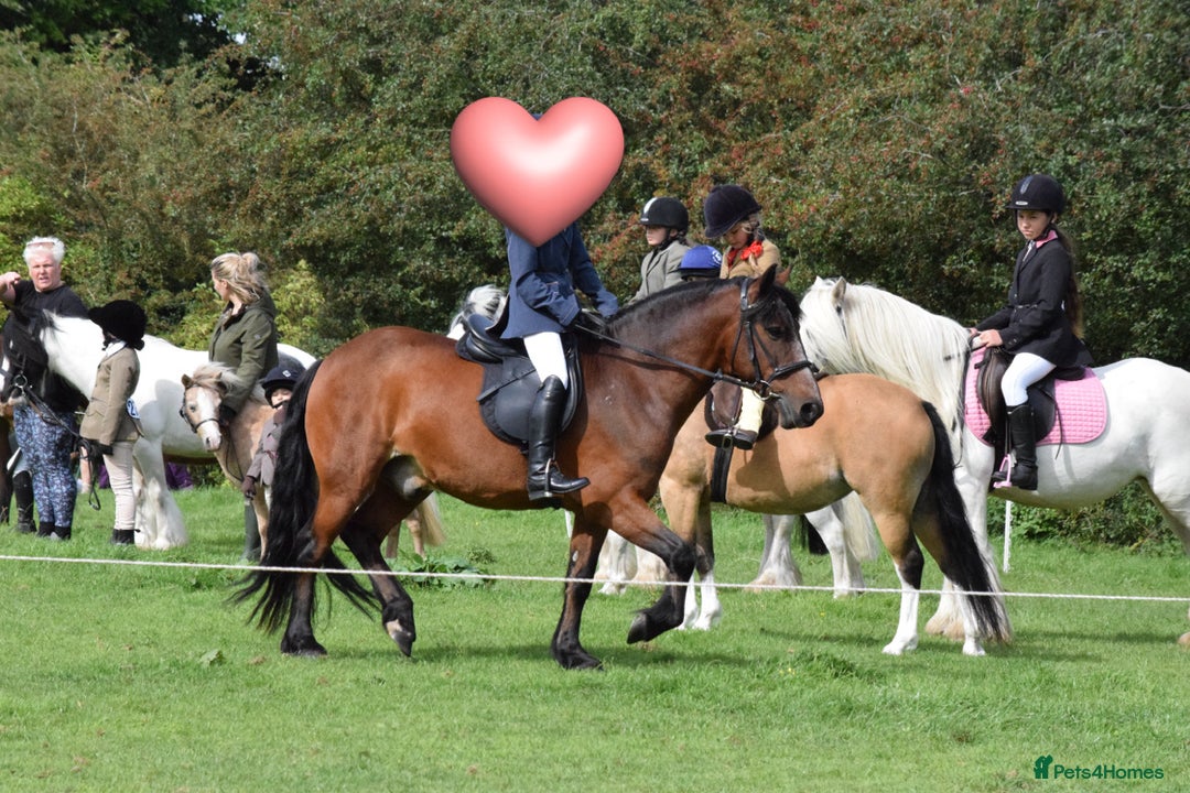 New Forest horses for sale: Dash - looking for a loving home. - Advert 6