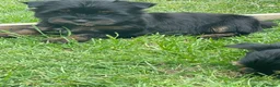 Yorkshire Terrier dogs for sale: York Terrier ,Black Tan - Advert 22