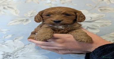 Cockapoo dogs - Advert 4