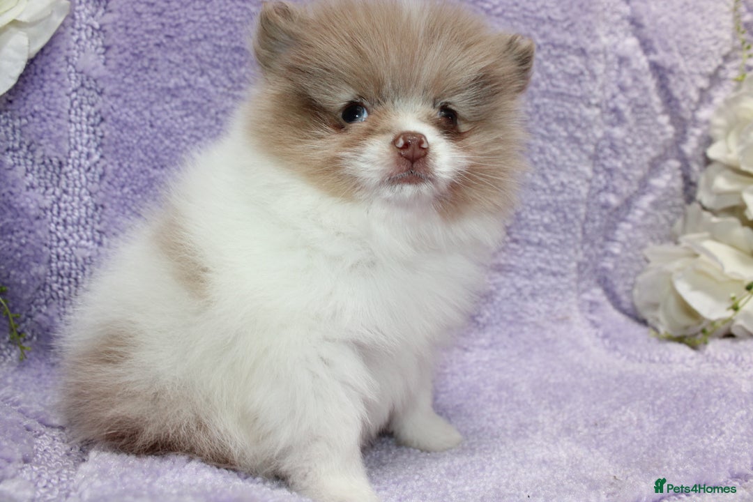 Pomeranian dogs for sale: PARTI MERLE QUALITY KC POMERANIANS - Image 22