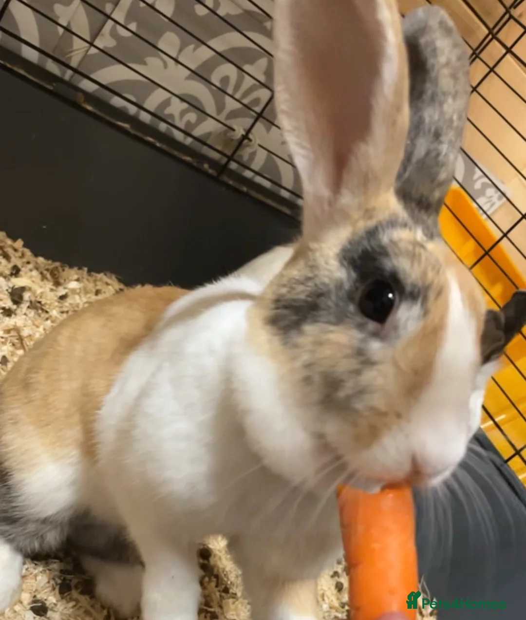 Mixed Breed rabbits for sale: Coco & Poppy - Advert 2