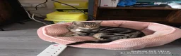 Bengal cats for sale: Beautiful bengal cross girl - Advert 3