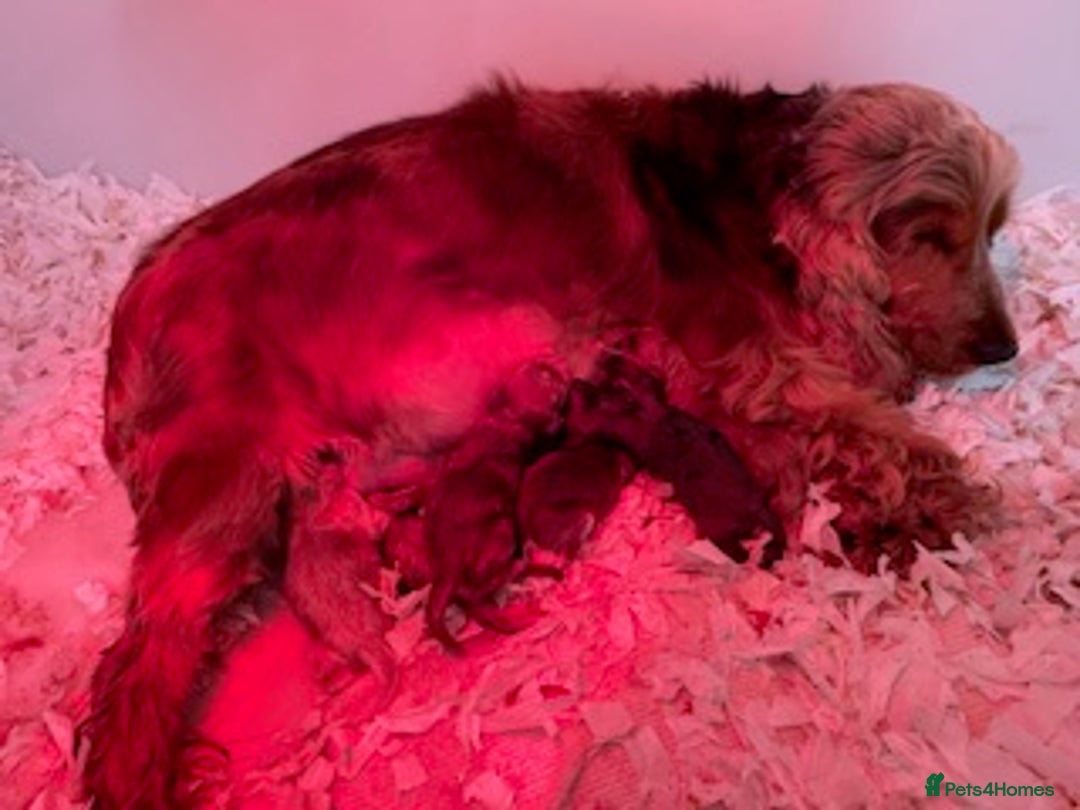 Cockapoo dogs for sale: Beautiful Cockapoos Merle-Tri-Colour-Champagne - Image 2