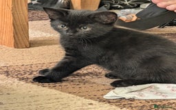 Mixed Breed cats for sale: 3 playful black kittens  - Image 2