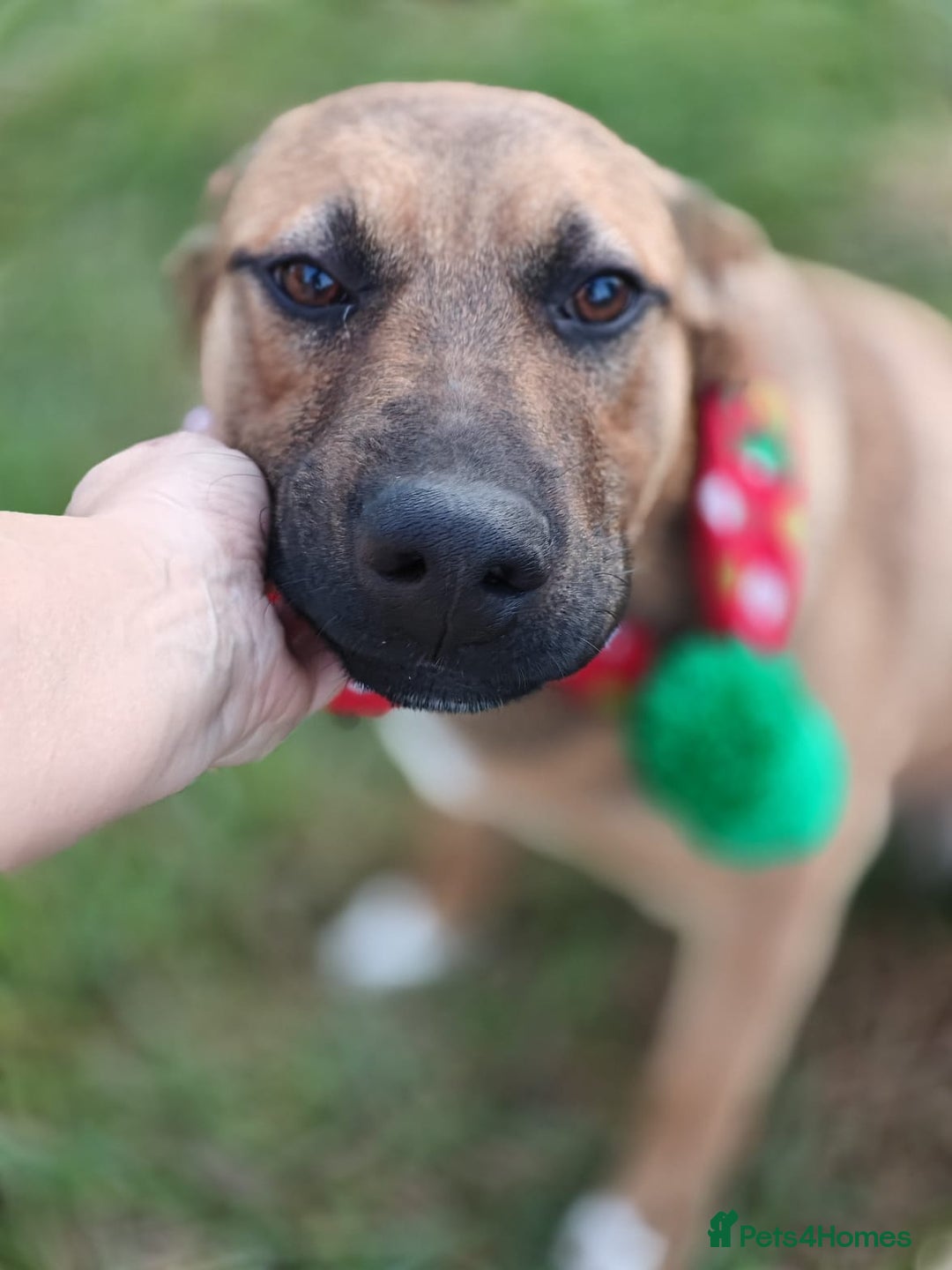 Mixed Breed dogs for adoption: 💙Lord — amazing  8-month-old medium boy💙 - Advert 12