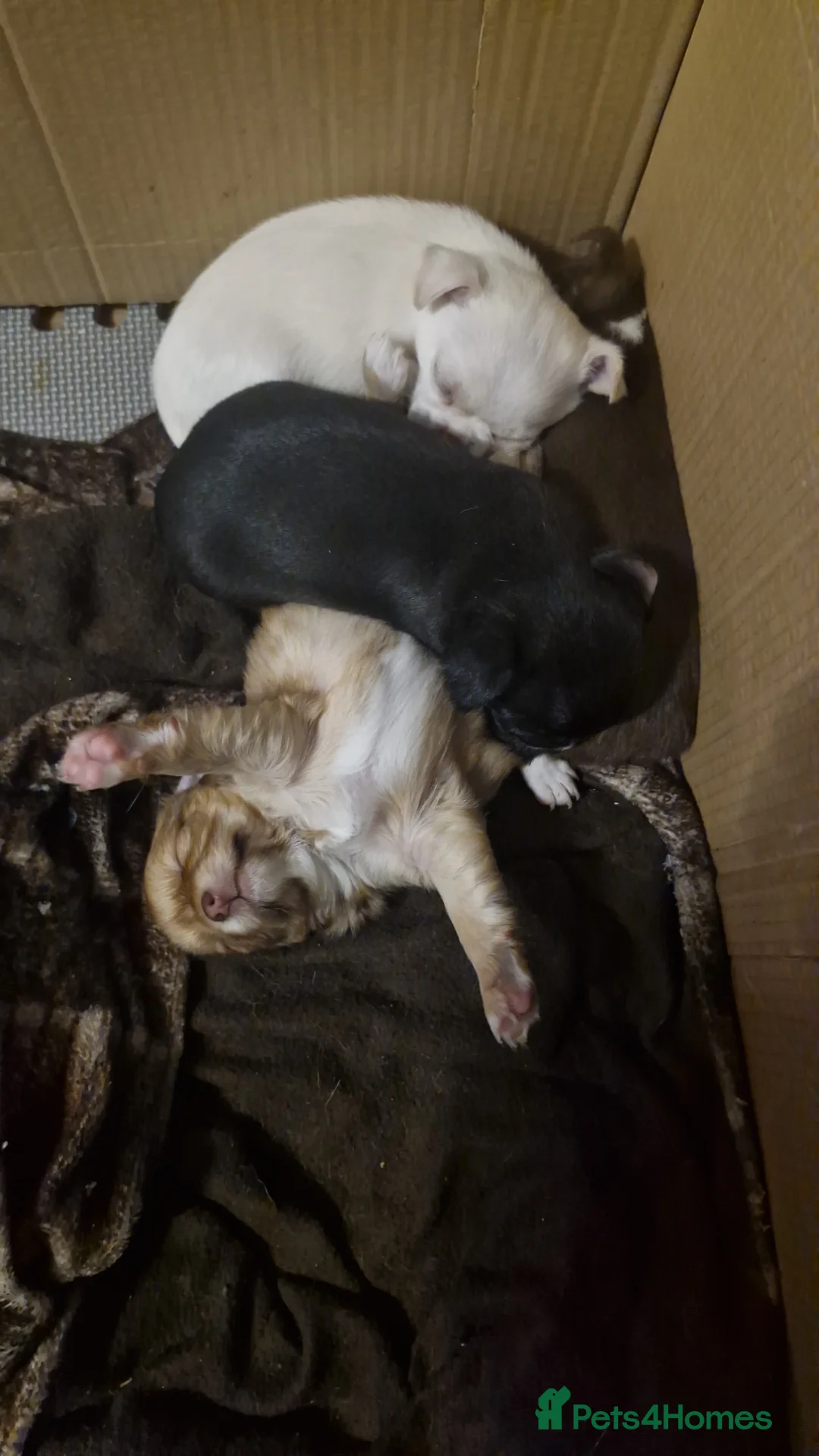 Chihuahua dogs for sale: Three beautiful chihuahuas - Advert 5