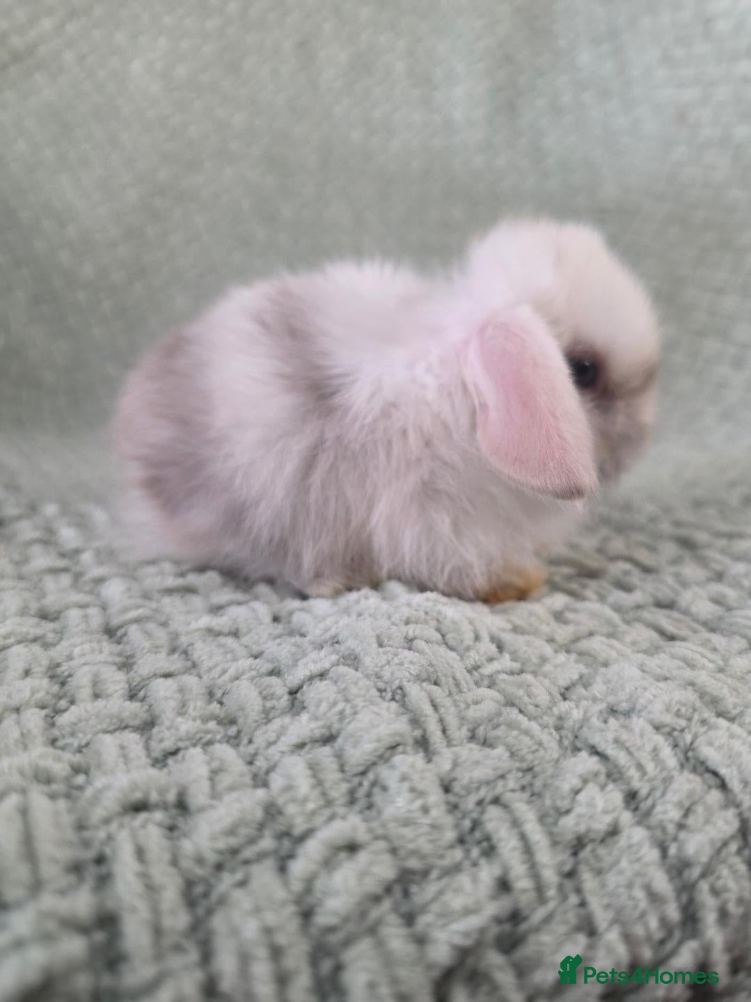 Mini Lop rabbits 2 mini lop baby bucks/boys left - Advert 1