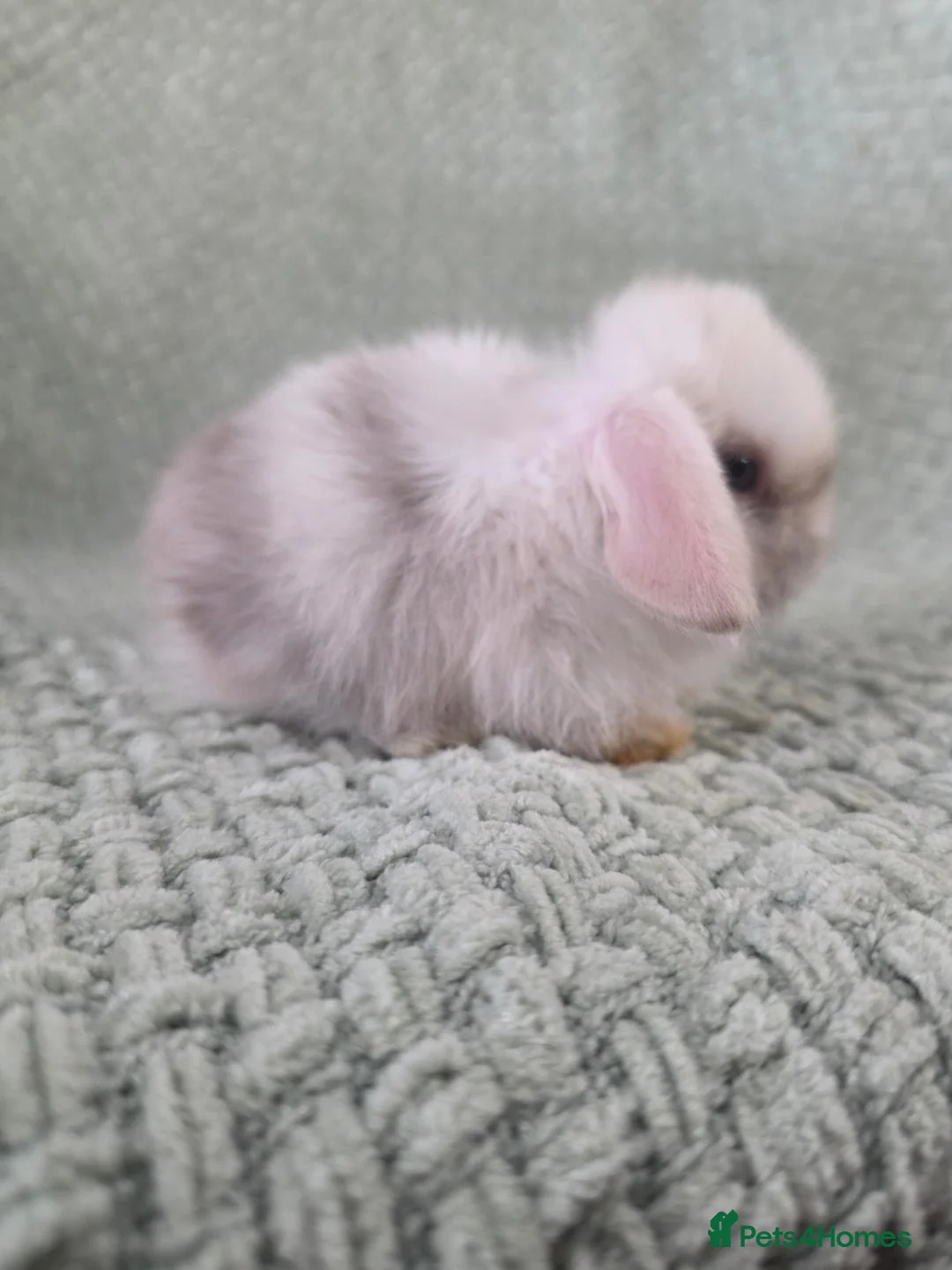 Mini Lop rabbits for sale: 2 mini lop baby bucks/boys left - Advert 2