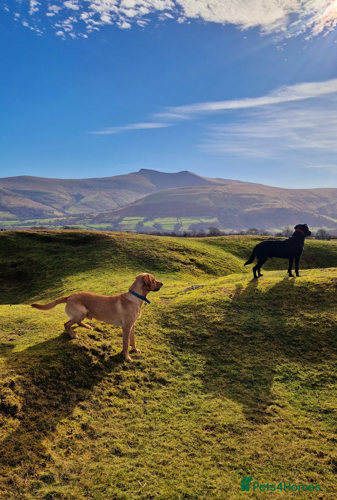 Labrador Retriever dogs for stud: Unproven Labrador Stud NO FEE. KC reg/BVA screened in Brecon - Advert 12