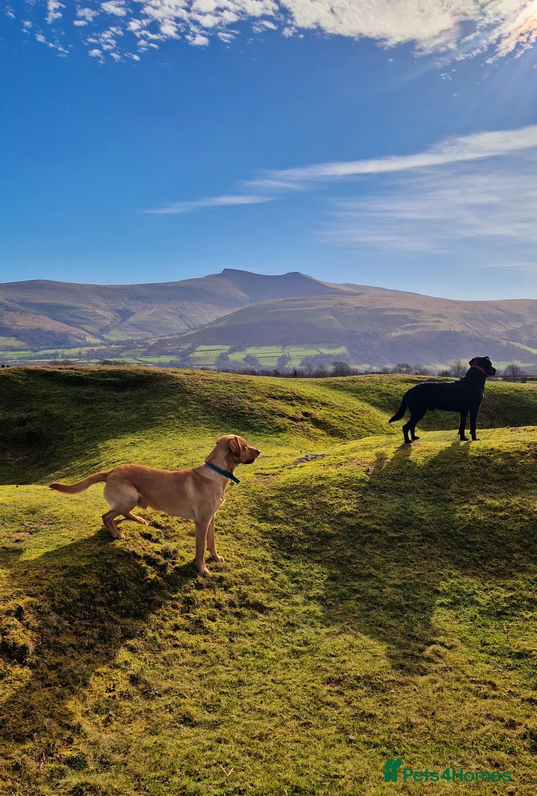 Labrador Retriever dogs for stud: Unproven Labrador Stud NO FEE. KC reg/BVA screened in Brecon - Advert 12