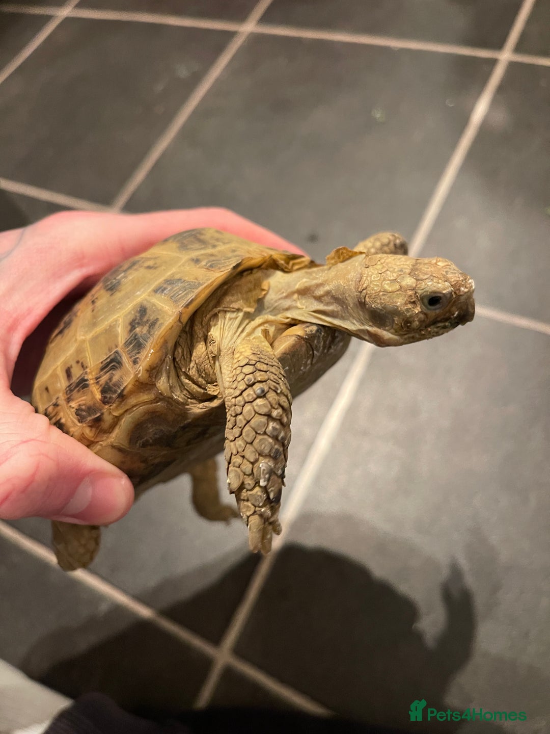 Tortoise reptiles for sale: Horsefield male tortoise  - Advert 1