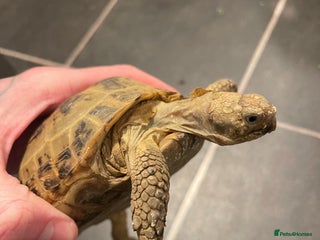 Tortoise reptiles Horsefield male tortoise - Advert 1