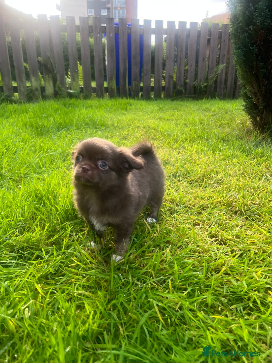 Chihuahua dogs for sale: Long haired chihuahua boy  - Image 5