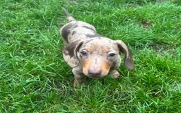 Miniature Dachshund dogs for sale: Ready now! KC Miniature Dachshund Puppies  - Image 3